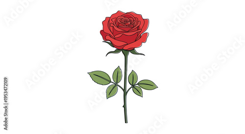 Single Red Rose Flower Closeup.