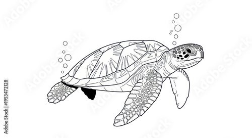 Sea turtle swimming in the ocean.