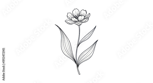 Simple Line Drawing of a Flower.