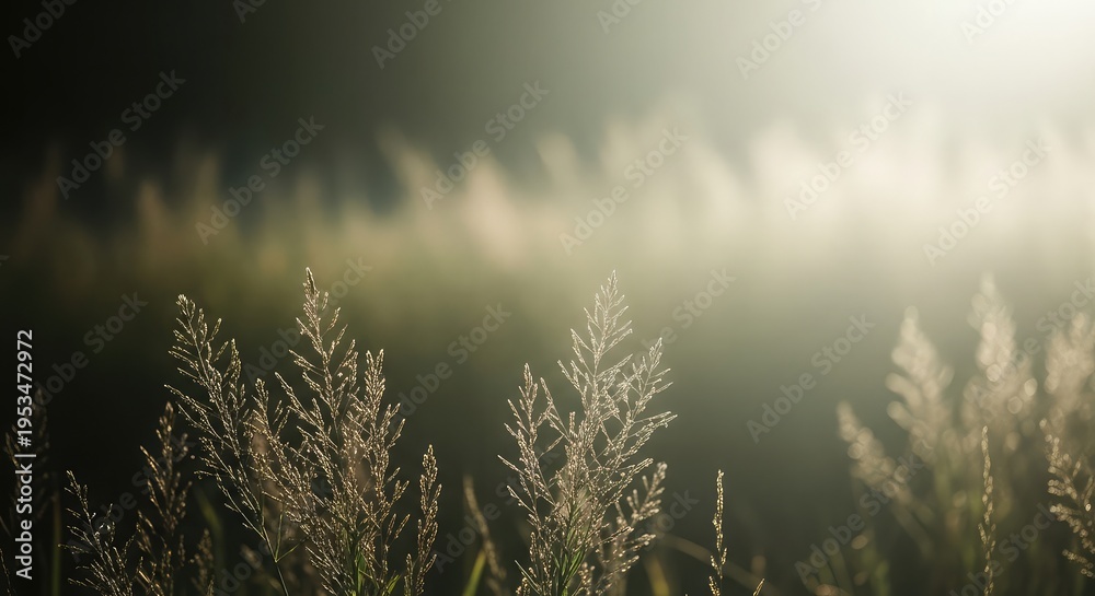 Fototapeta premium Blurry wheat field with sunlight shining through