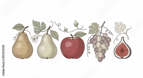 Assortment of Fresh Fruits: Pears, Apple, Grapes, and Fig on White Background