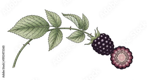 Blackberry Branch with Fruit and Cross-section, Botanical Illustration