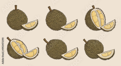 Durian Fruit Collection: Whole and Sliced Exotic Tropical Fruit Illustrations