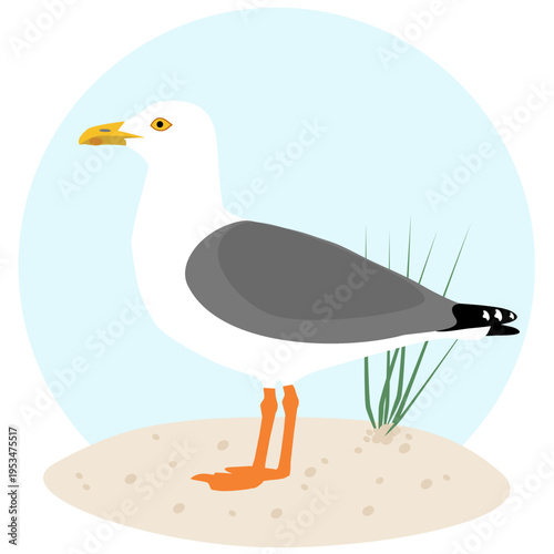 A seagull stands on a sandy shore with grass