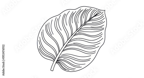 Detailed illustration of a leaf.