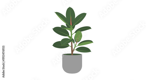 Small Potted Green Leafy House Plant.