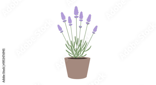 Lavender Plant in a Pot.