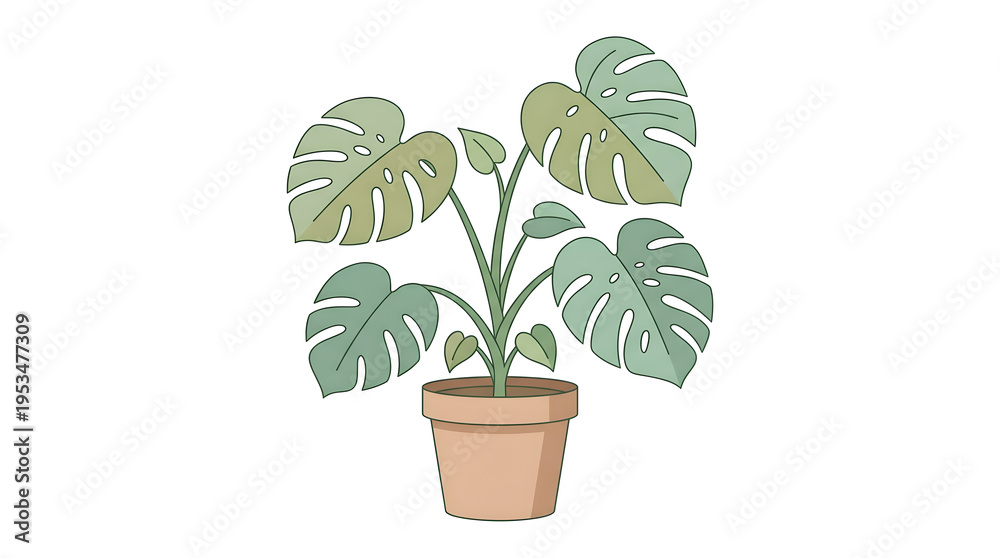 Fototapeta premium An illustration of a potted Monstera deliciosa plant with large green leaves on a white background