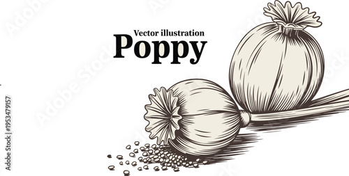 Vintage poppy seed pod vector, hand drawn botanical illustration, opium poppy seeds, engraved floral design