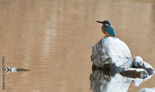 Action Sequence: Male Kingfisher diving into the river and emerging back to a rock.