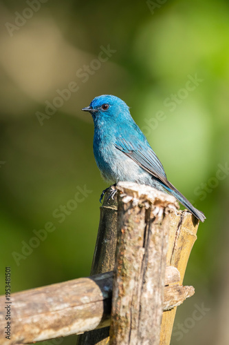 Nilgiri flycatcher (Eumyias albicaudatus), Munnar, Kerala, India
