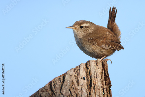 A Wren, Troglodytes troglodytes, perching on a tree stump.