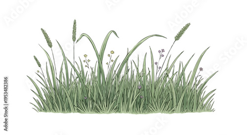 Hand Drawn Meadow Grass with Wildflowers Illustration Botanical Border