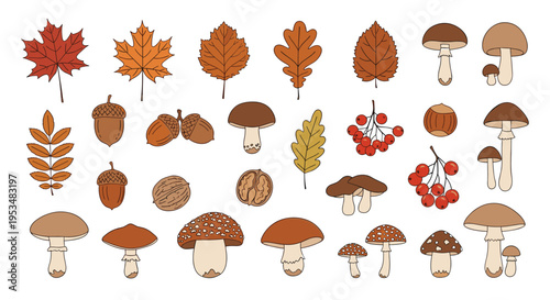 Large collection of autumn elements including colorful maple and oak leaves, various types of mushrooms, acorns, walnuts, and red berries.