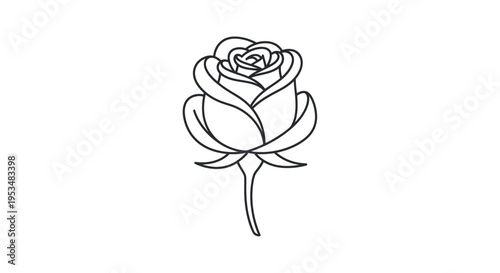 Detailed Line Drawing of a Rose.
