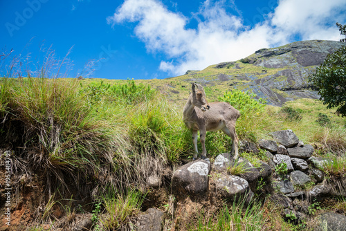 Nilgiri tahr is an ungulate that is endemic to the Nilgiri Hills and the southern portion of the Western Ghats in the Indian states of Tamil Nadu and Kerala.