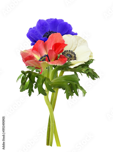 Bouquet of anemone flowers (red, blue, white) isolated on white or transparent background. Profile view.