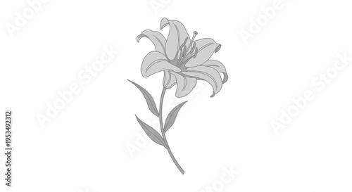 Lily flower with green stem leaves.