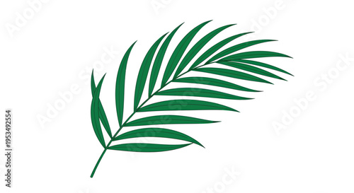 Green Palm Leaf Closeup Tropical.