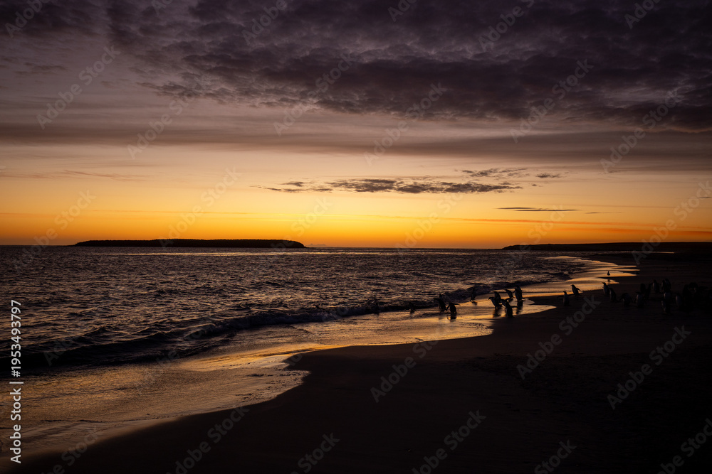 Fototapeta premium Silhouette of Gentoo penguins (Pygoscelis) at sunrise. Bleaker Island. Falkland Islands.