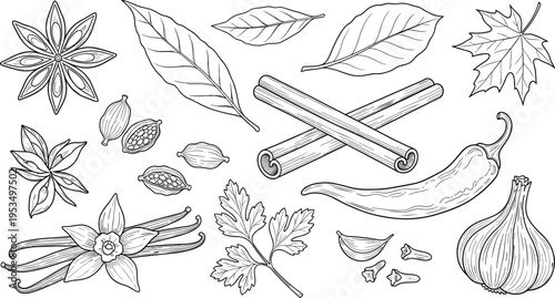 Spices herbs and leaves hand drawn collection with cinnamon vanilla garlic chili and botanical elements vector illustration set
