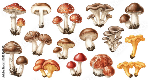Watercolor Mushroom Set, Wild Forest Fungi Collection Edible Toadstools Botanical Illustration Isolated