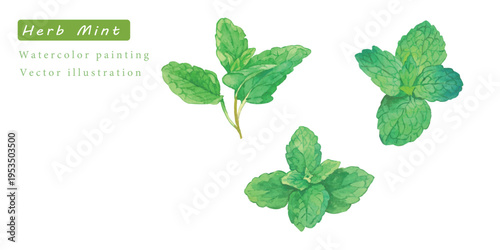 水彩で描いた瑞々しいハーブのベクターイラスト素材セット