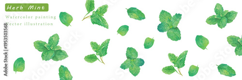 水彩で描いた瑞々しいハーブのベクターイラスト素材セット