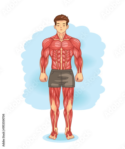 Full Body Muscle Anatomy Front View Illustration