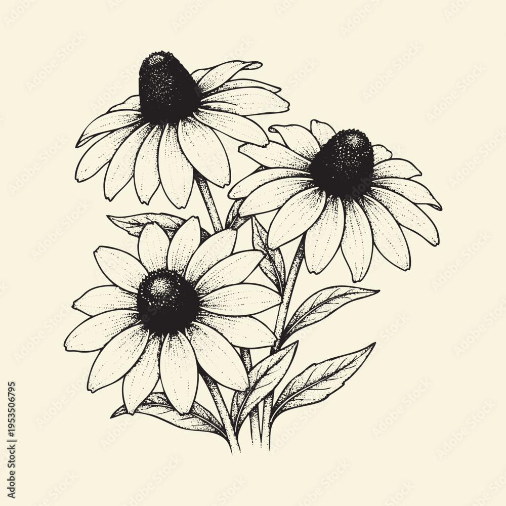 Obraz premium A detailed vintage botanical illustration of three blooming coneflower heads on cream background