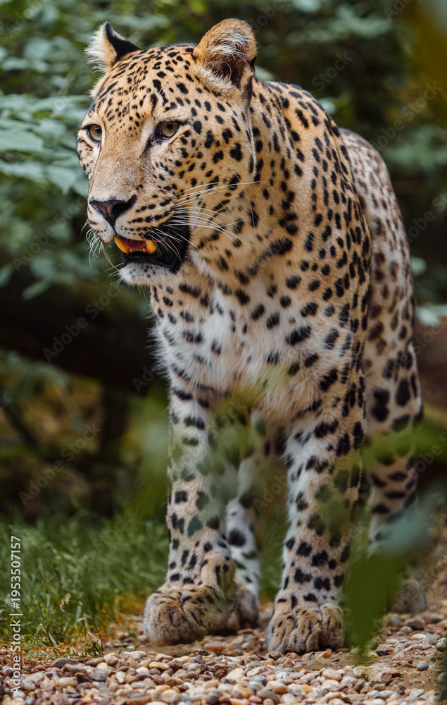 Obraz premium Portrait of Persian leopard in zoo