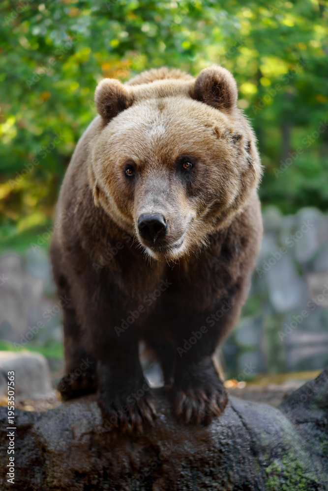 Fototapeta premium Kamchatka brown bear on rock