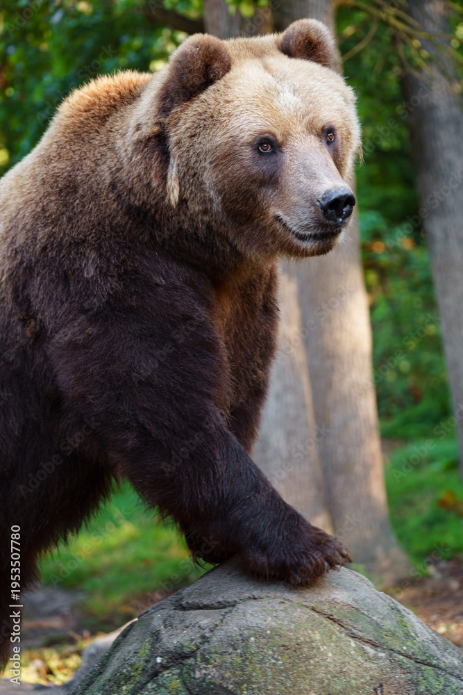 Fototapeta premium Kamchatka brown bear on rock