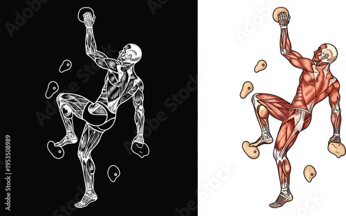 Detailed anatomical illustration of a rock climber's muscles engaged during a challenging ascent.