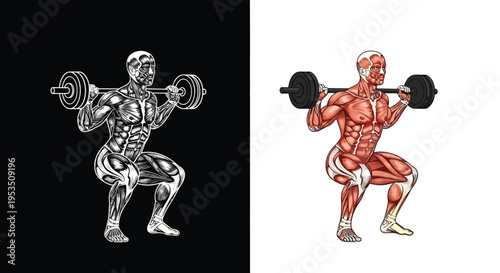 Detailed anatomical and stylized illustrations of a man performing a barbell back squat, showcasing muscle engagement and proper form.