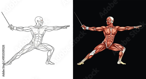 Detailed anatomical illustration of a male figure in a fencing lunge pose, showcasing the muscular system in both line art and colored versions.