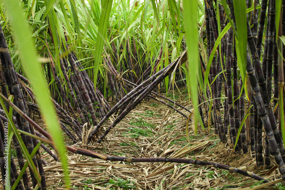 Obraz premium Sugarcane Plantation Field with Green Stalks and Leaves Growing in Agricultural Farm