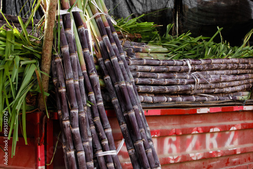 Quadro su tela Fresh Sugar Cane Stalks with Black Purple Skin Bundled at Market