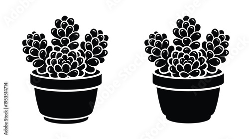 Two potted succulent plants displayed in a striking black silhouette