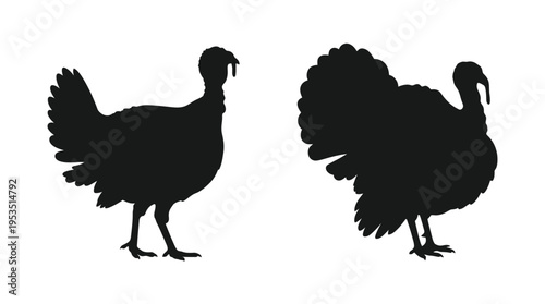 Two black turkey silhouettes displaying plumage a thanksgiving illustration silhouette