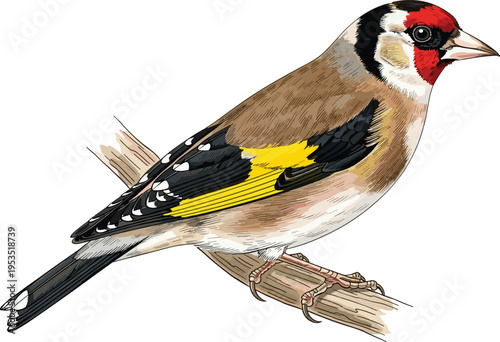 European goldfinch bird vector illustration perched on a wooden branch featuring colorful red face mask and yellow wing patches for wildlife and nature designs