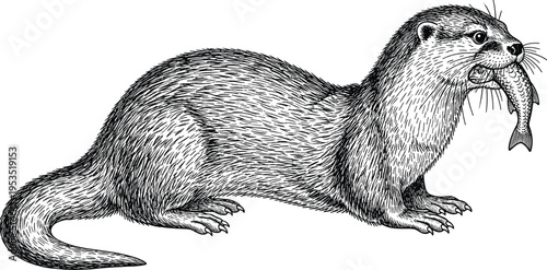High-quality hand-drawn vintage ink sketch of a wild river otter holding a fresh fish in its mouth isolated on white background for nature wildlife stock design.