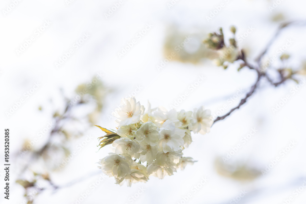 Obraz premium Green cherry blossoms bloom in spring