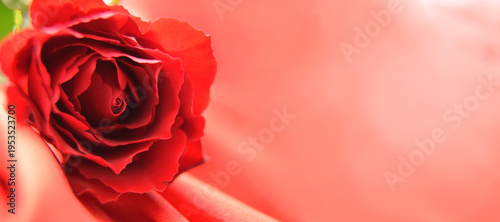 Background with red rose on satin or silk material. Holiday template with copy space.
