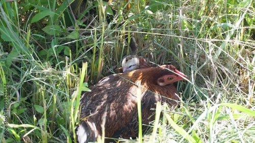A hen and it's chicks on the grass