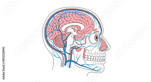 A detailed side-profile illustration of a human head shows the pink brain and a network of blue veins and red arteries.