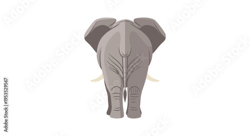 A gray adult elephant stands with its back facing the viewer on a clean white background.