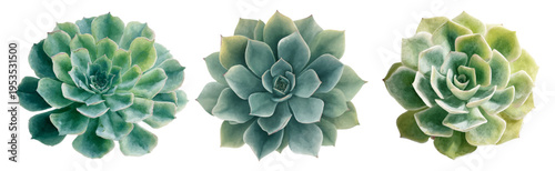 Three watercolor echeveria succulents in varied green hues, detailed rosette leaves rendered as botanical art on a clean white background, elegant and minimalist study
