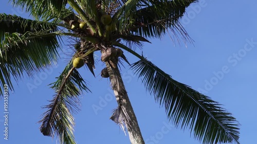 Eagle flying over a coconut tree