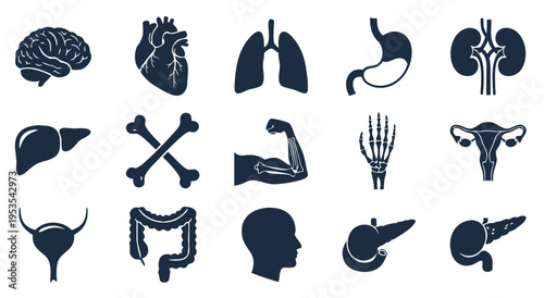 Human Anatomy Vector Illustration Set - Medical Body Organs, Bones, and Systems Icons for Health and Science